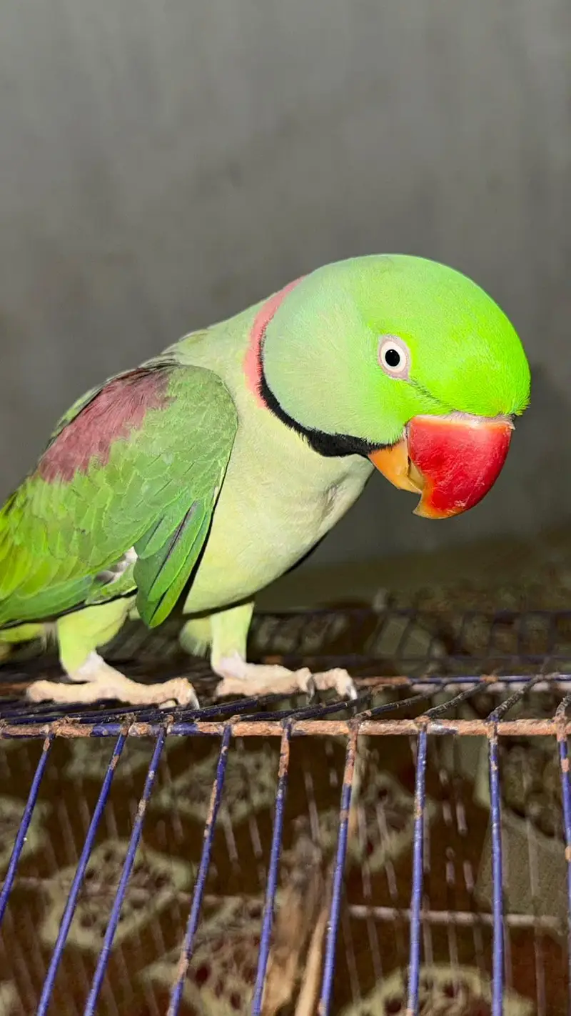 Raw parrot — photo 5