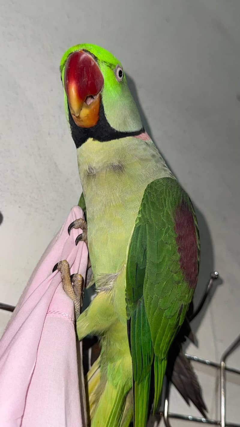 Raw parrot 5