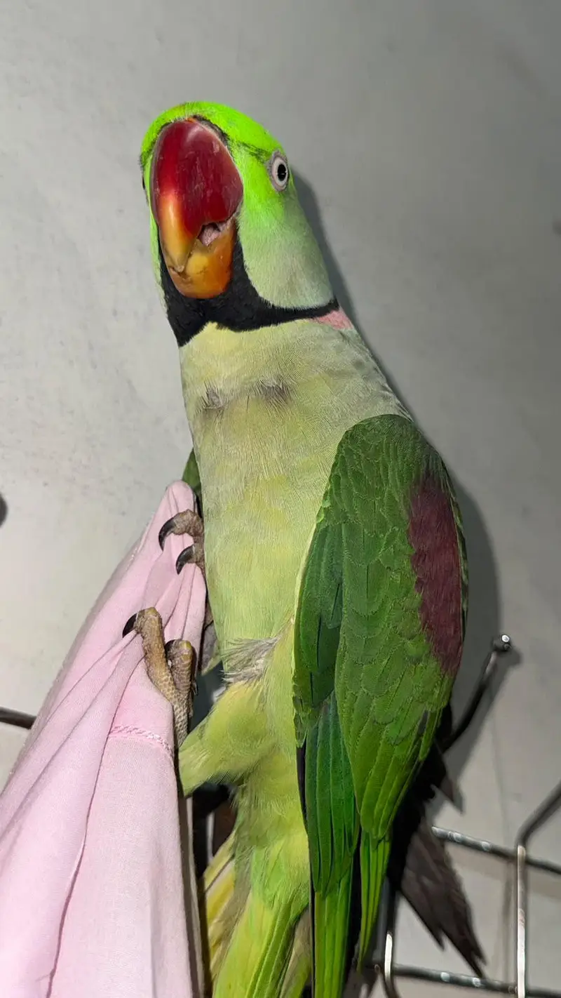 Raw parrot — photo 6