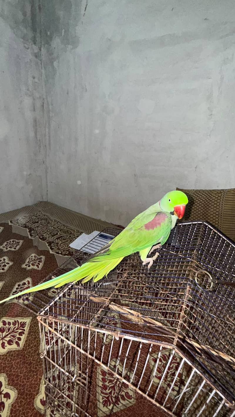 Raw parrot 6