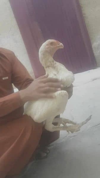 qandary perot beack pepper white pathai for sale