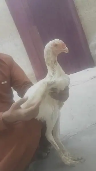qandary perot beack pepper white pathai for sale — photo 2