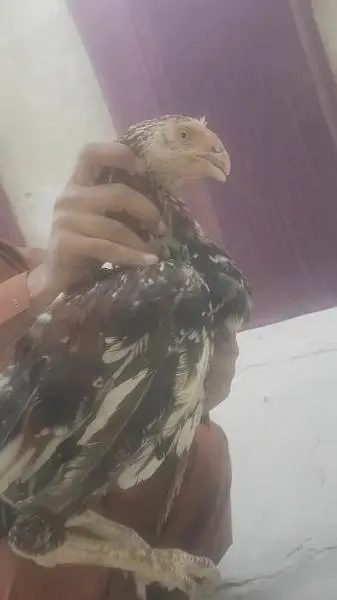 qandary perot beack pepper white pathai for sale — photo 5
