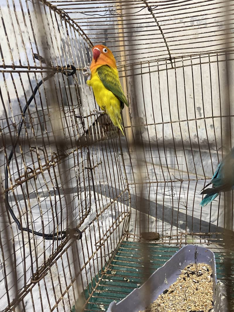 breeder pair 0