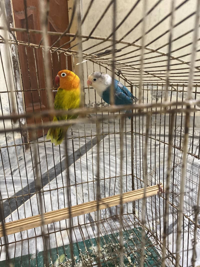 breeder pair 1