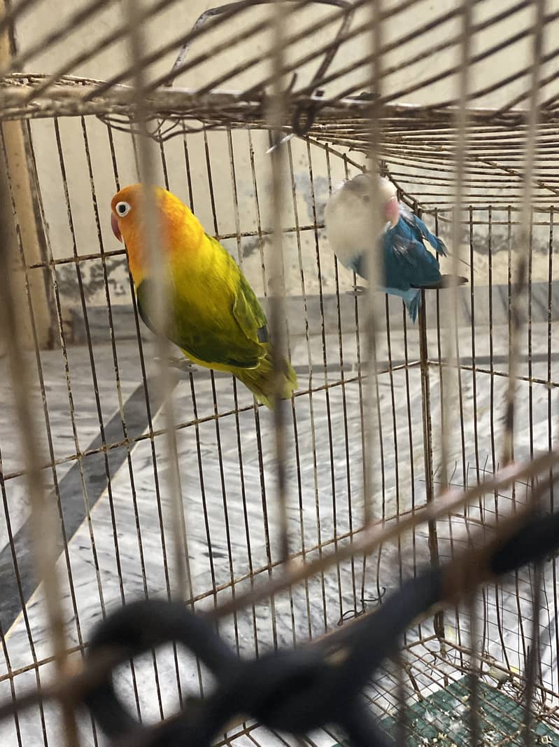 breeder pair 2