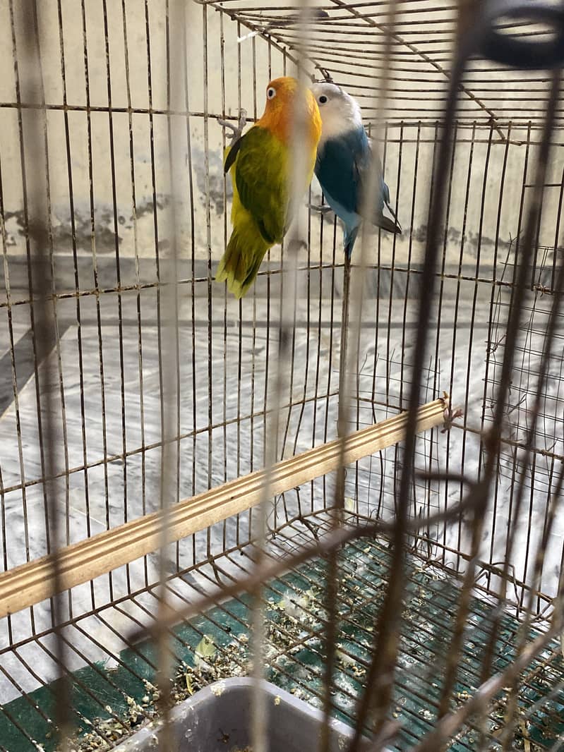 breeder pair 3