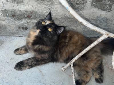 Persian Triple coated kitten