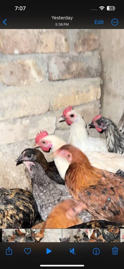 desi hens for sale