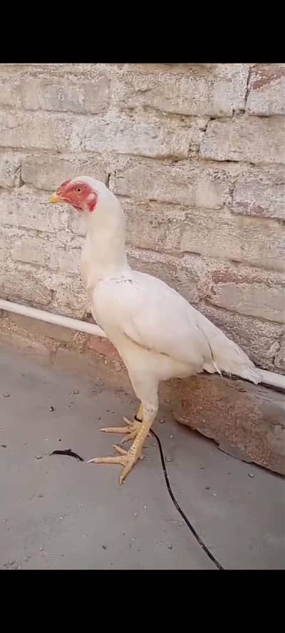 Top quality Heera Madi for sale
