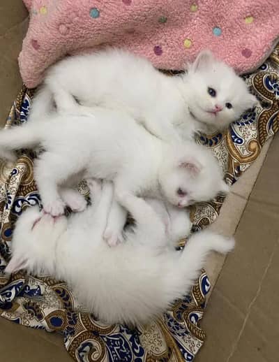 white kitten triple coated pr pics price