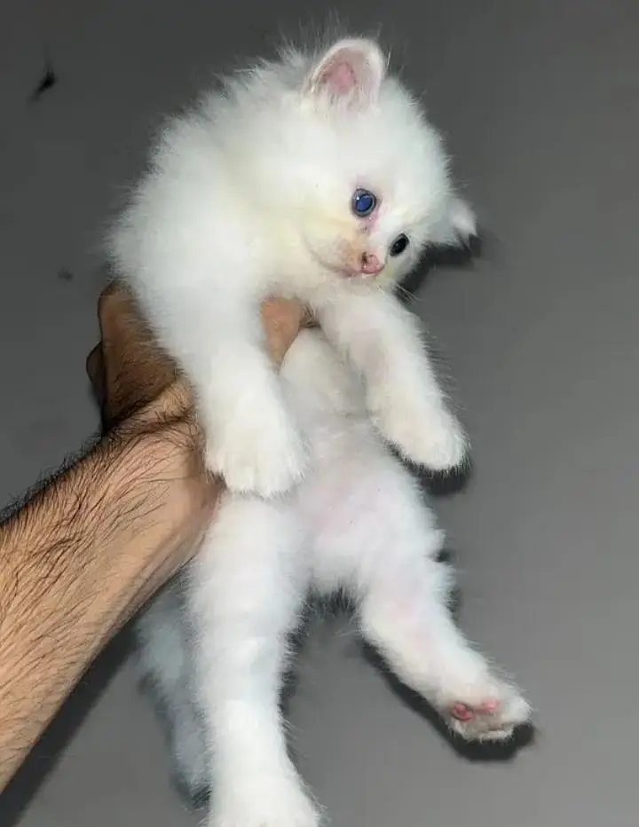 white kitten triple coated pr pics price — photo 2