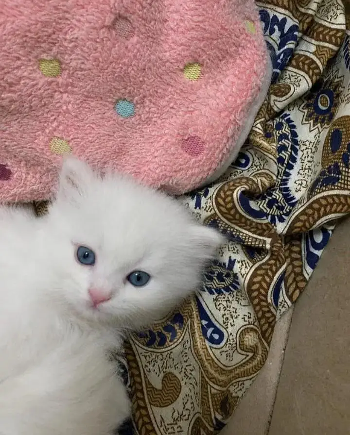 white kitten triple coated pr pics price — photo 3