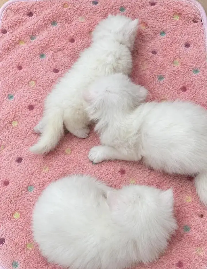 white kitten triple coated pr pics price — photo 4