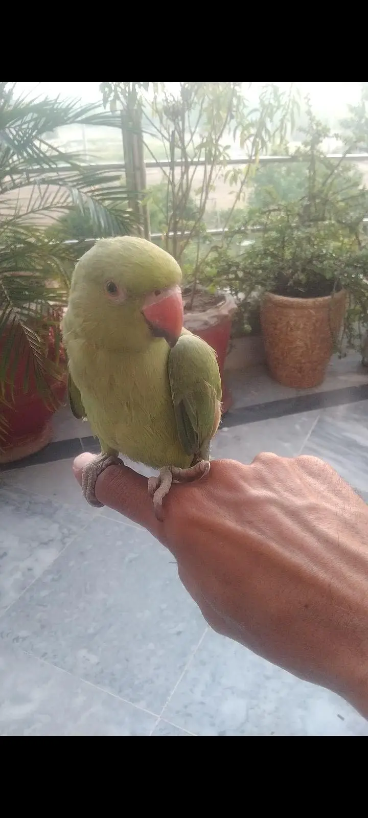 green parrot for sale fully hand tame 0 bite — photo 5