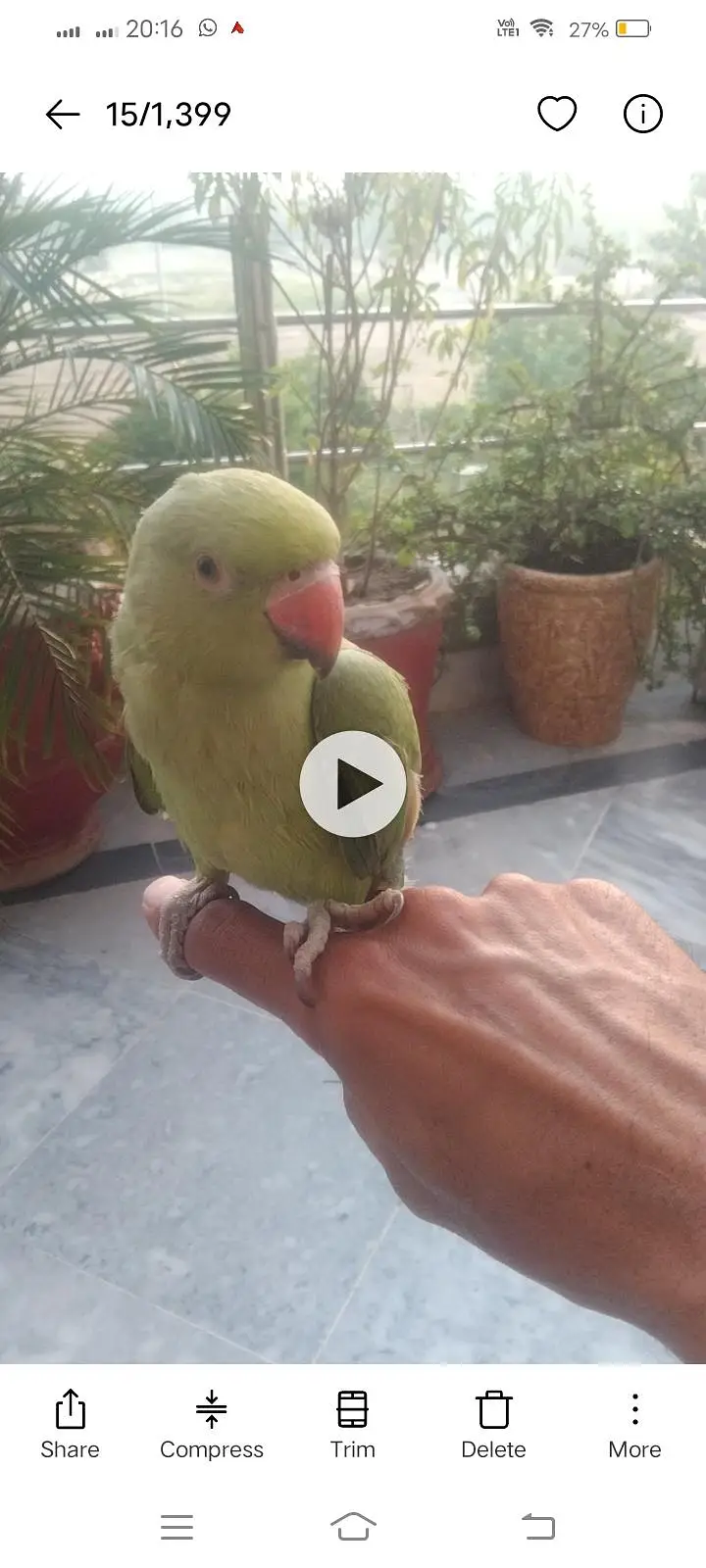 green parrot for sale fully hand tame 0 bite — photo 6