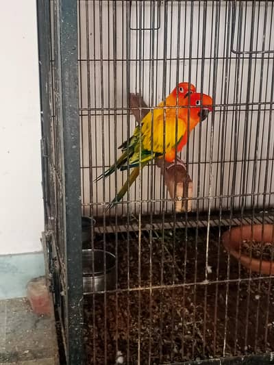 sunconure males