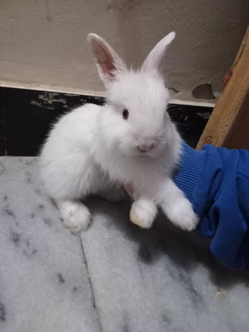 2Rabbit 0