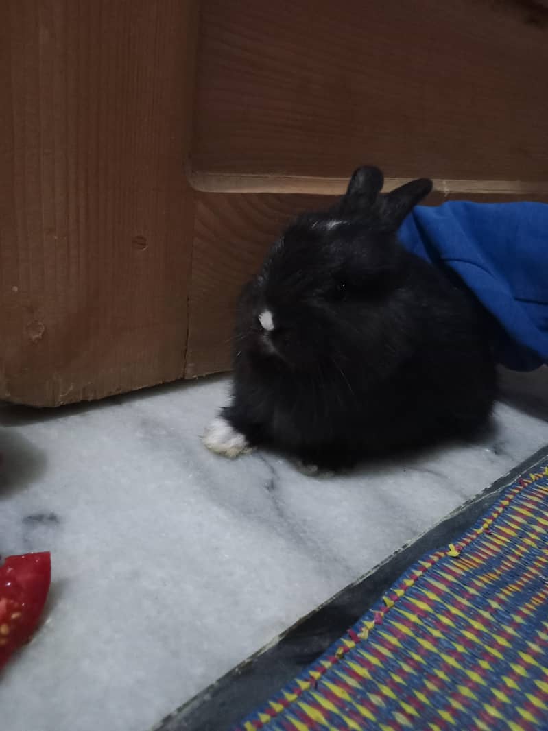 2Rabbit 1