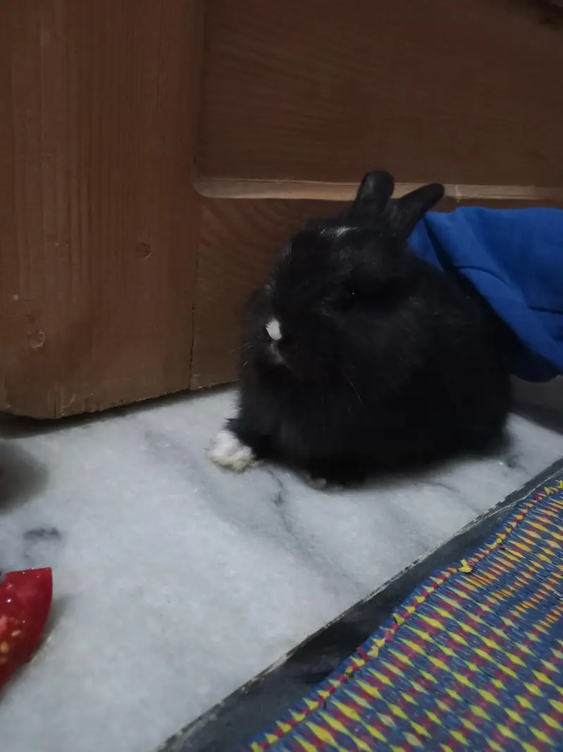 2Rabbit — photo 2