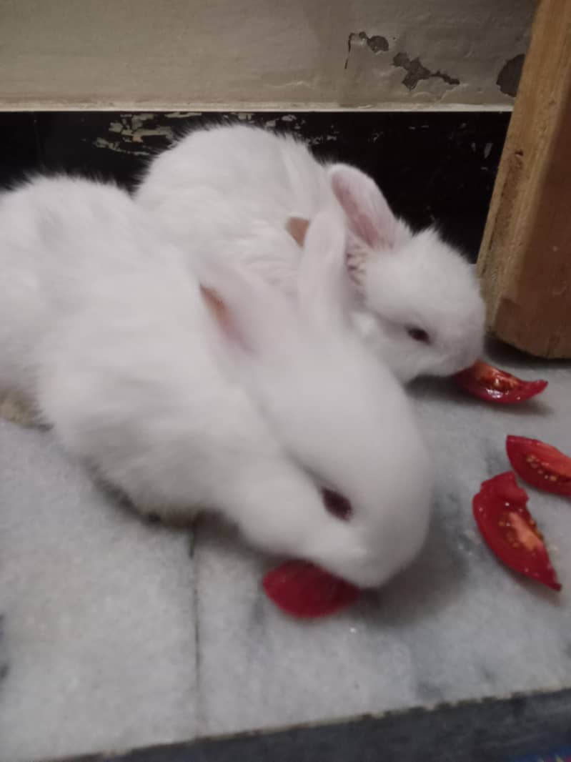 2Rabbit 2