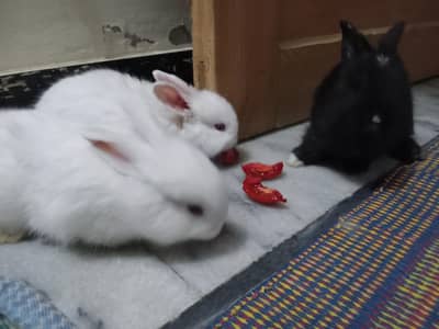 2Rabbit