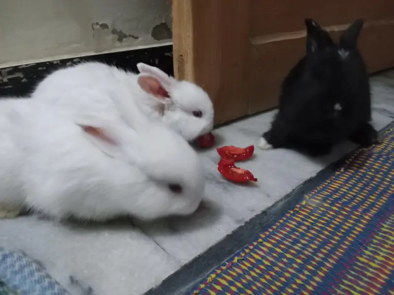 2Rabbit — photo 4