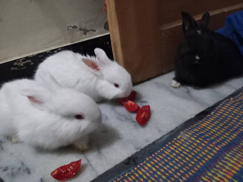 2Rabbit 4