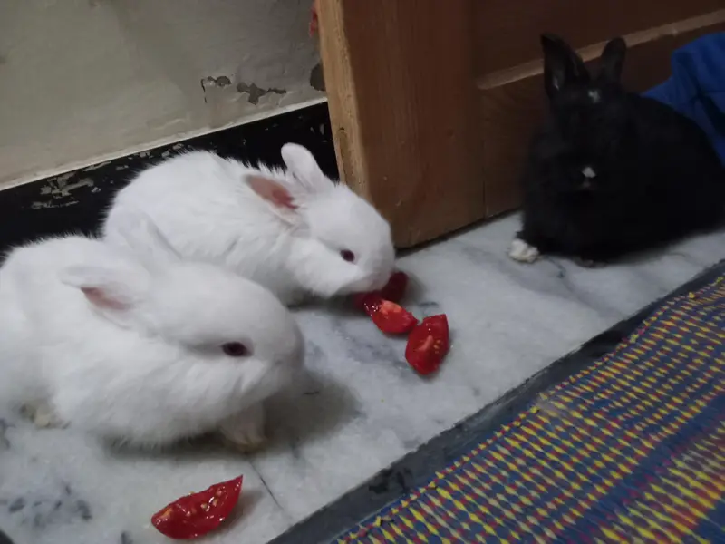 2Rabbit — photo 5