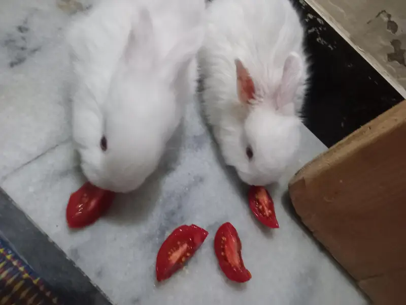 2Rabbit — photo 6
