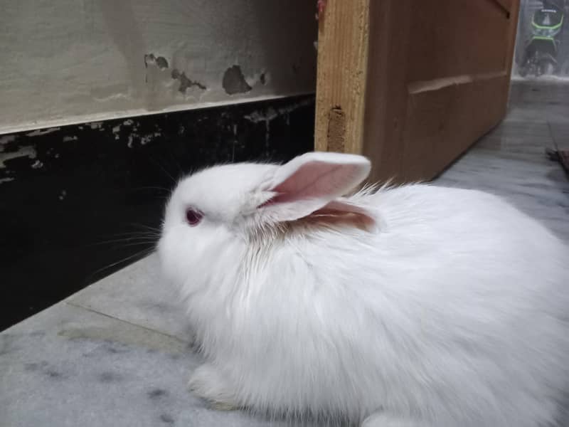 2Rabbit 6