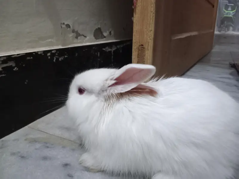 2Rabbit — photo 7