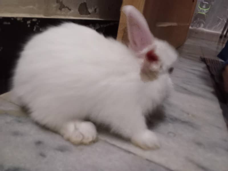 2Rabbit 7