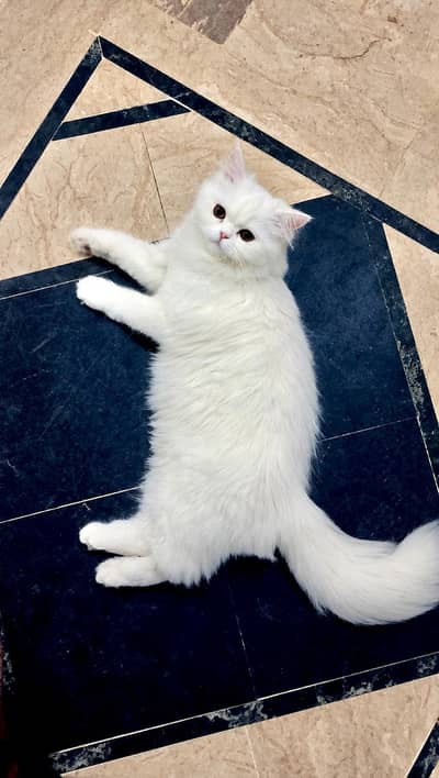 Persian female cat and male kitten
