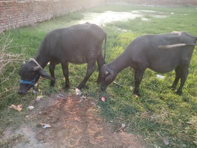 2 caw mail,pul muzafraabad sher shah road
