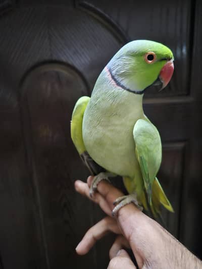 Hand Tame