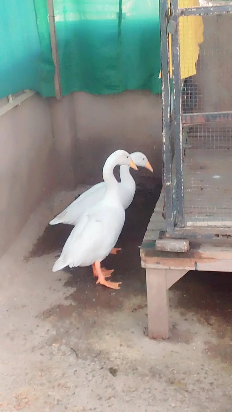 original 0336 9999820 Whatsapp — photo 2