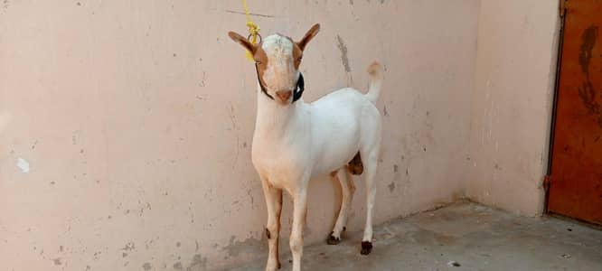 Lal abluck teddy male