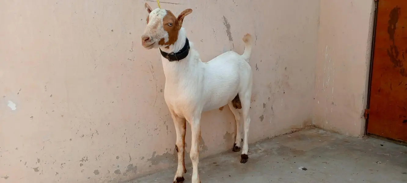 Lal abluck teddy male — photo 2
