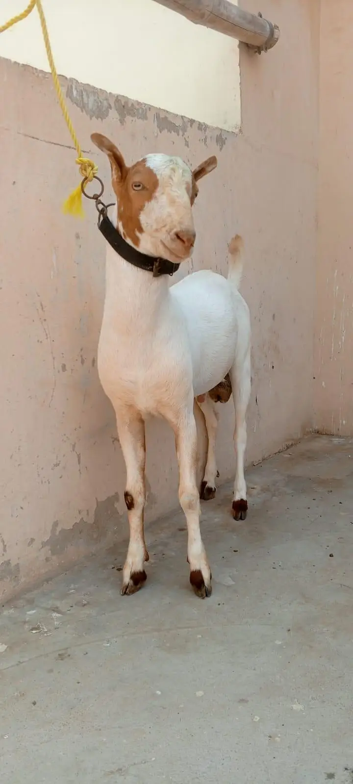 Lal abluck teddy male — photo 3