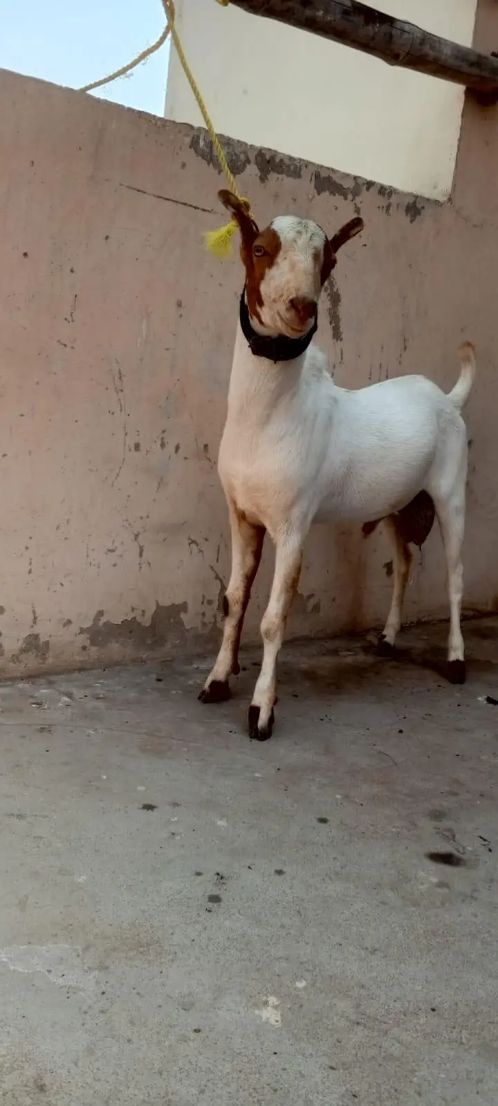 Lal abluck teddy male — photo 4