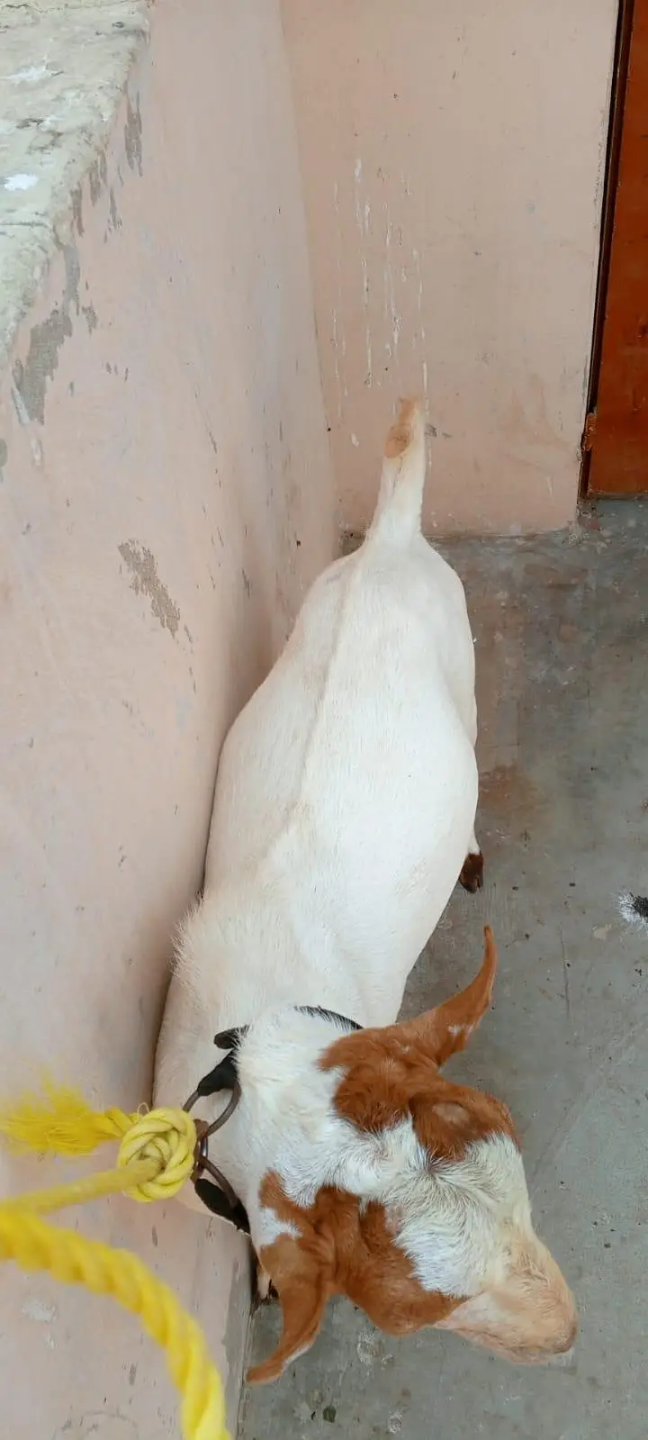 Lal abluck teddy male — photo 5