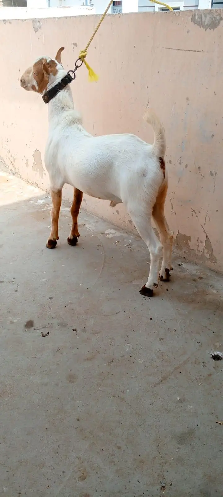 Lal abluck teddy male — photo 6