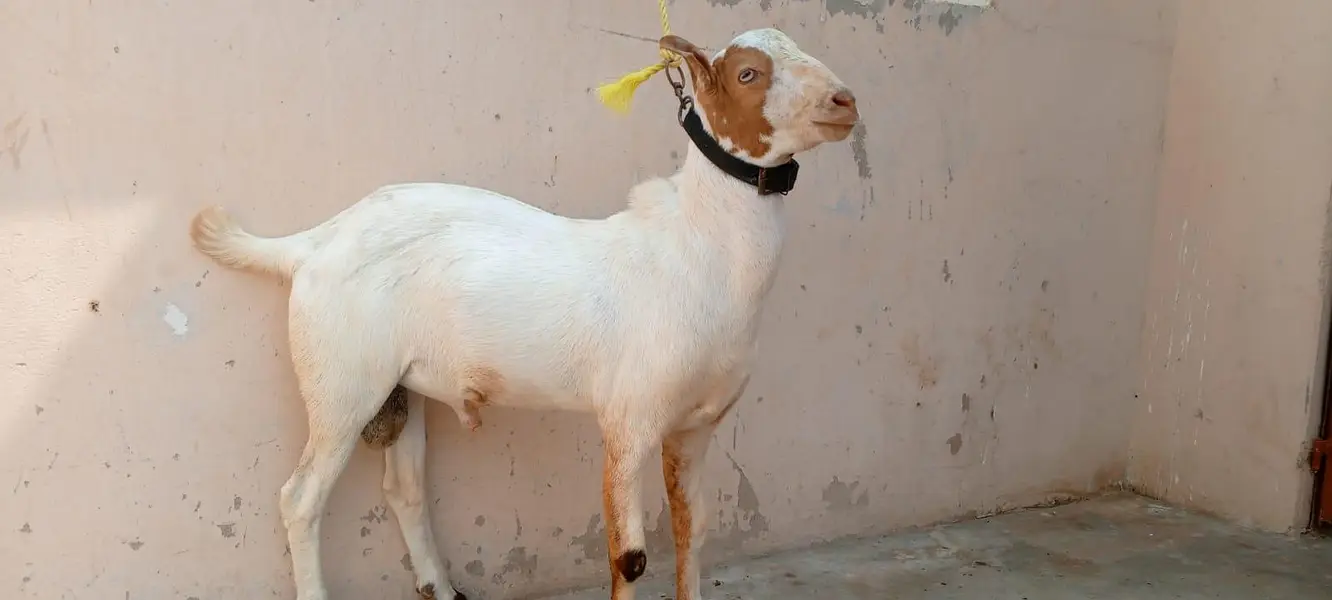 Lal abluck teddy male — photo 7