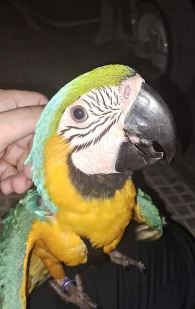 blue macaw parrot chicks for sale 0342/0708/863