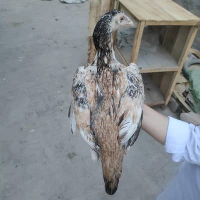 Aseeel murgi for sale