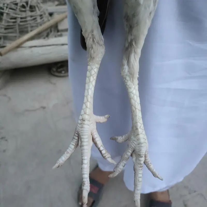 Aseeel murgi for sale — photo 4