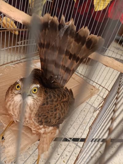 Bird s