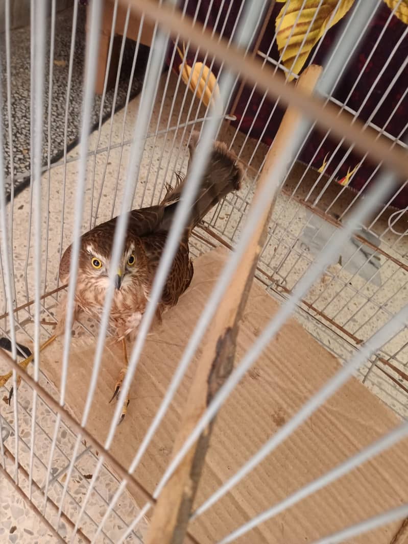 Bird s 1