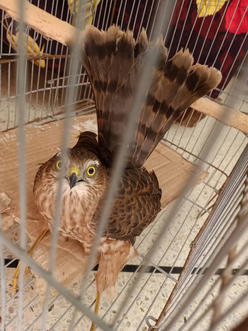 Bird s 2